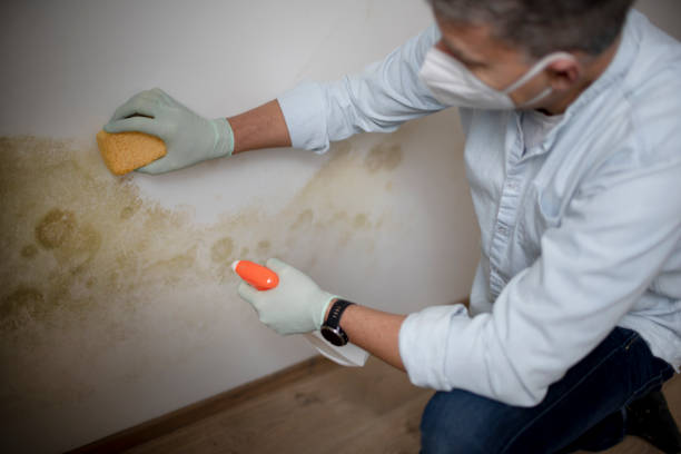 Best Mold Removal Process  in Tallmadge, OH