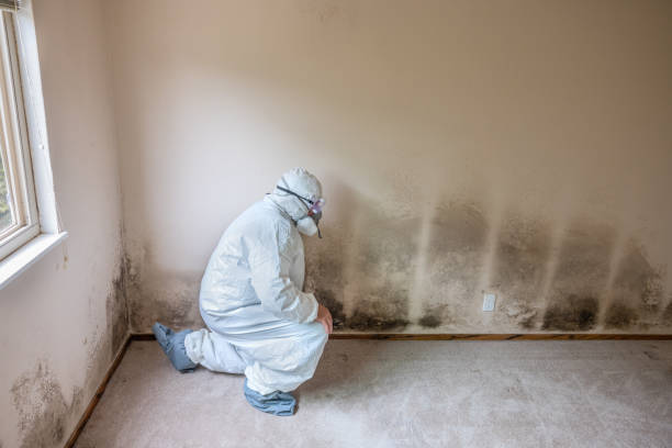 Best Toxic Mold Removal  in Tallmadge, OH