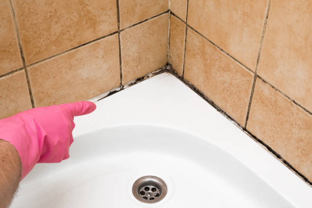 Best Crawl Space Mold Removal  in Tallmadge, OH